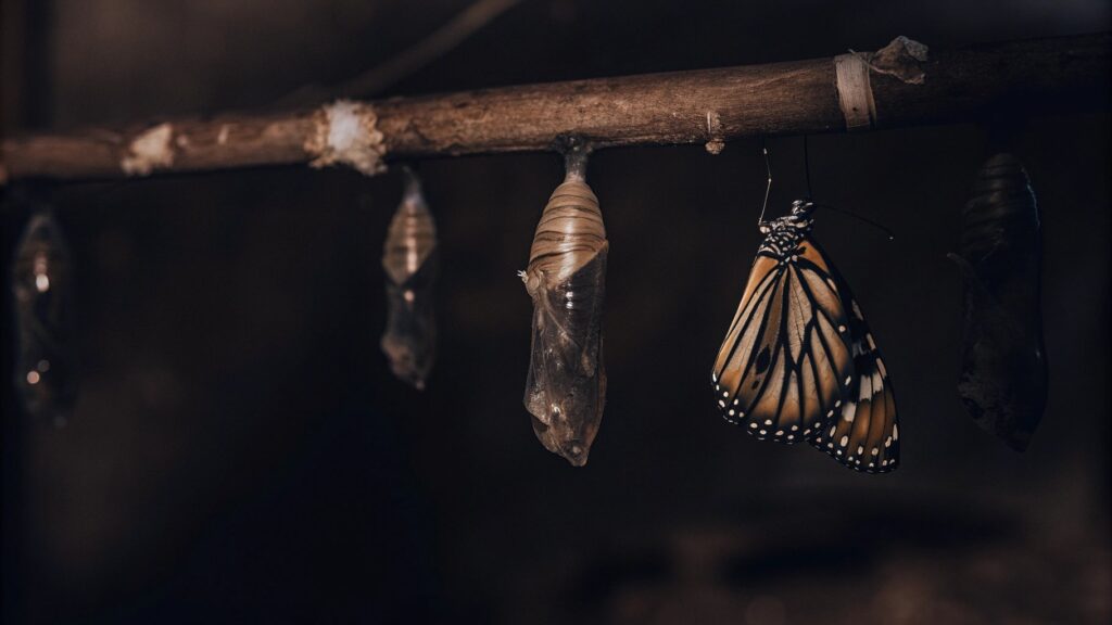 Butterfly The Sign of Transformation